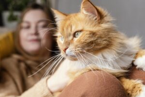 Gatos… Os mestres da preguiça e da elegância felina