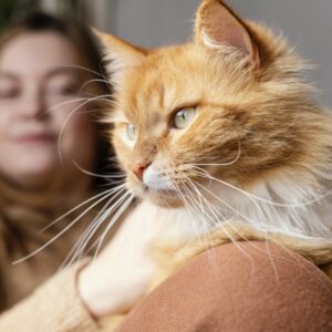 Gatos… Os mestres da preguiça e da elegância felina