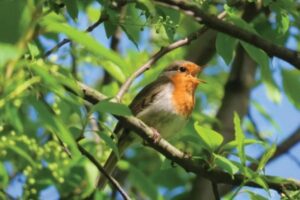 Descubra quais são as contribuições das aves para a manutenção do meio ambiente!