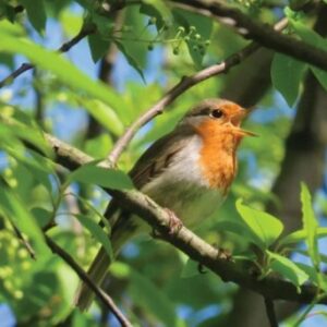 Descubra quais são as contribuições das aves para a manutenção do meio ambiente!